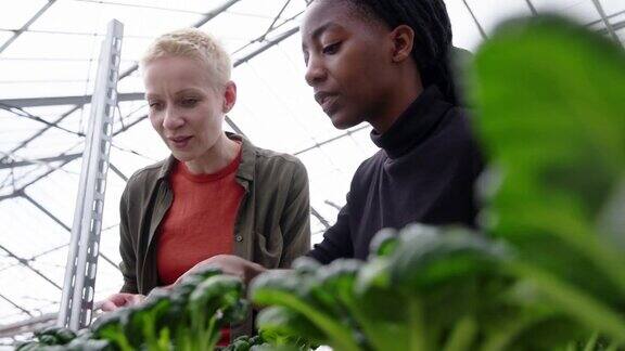 女工们在温室里检查植物并讨论