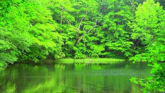 池塘在绿色的森林青森日本