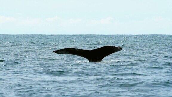 在加勒比海水域一条鲸鱼的尾巴浮出水面呼吸