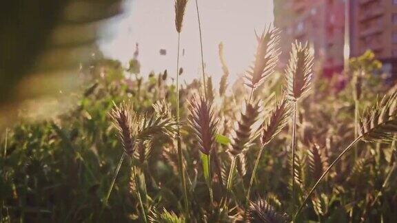 相机在背光下在草茎上有绿色小穗的草丛中移动