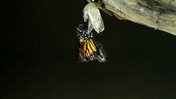 黑脉金斑蝶
