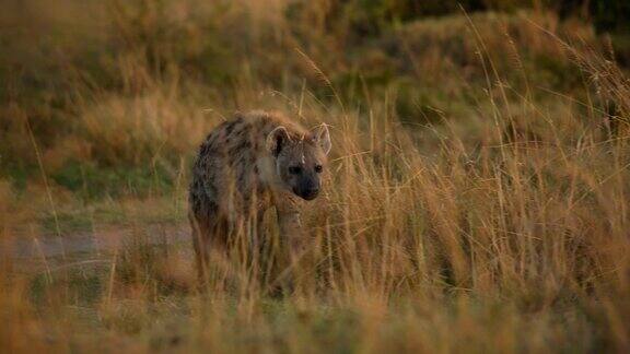 野生动物保护区草原上的鬣狗行走觅食