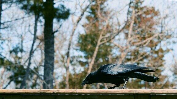 乌鸦吃蛋白质颗粒