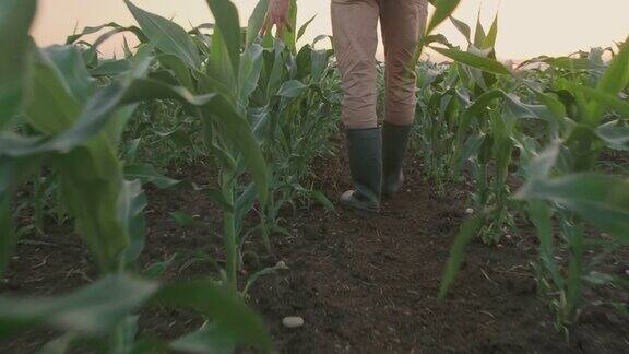 日落时分一位面目全非的农民在玉米幼苗中行走