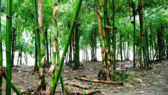 竹林由滑块镜头拍摄
