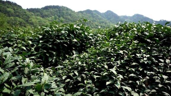 白天风吹着中国的绿茶树