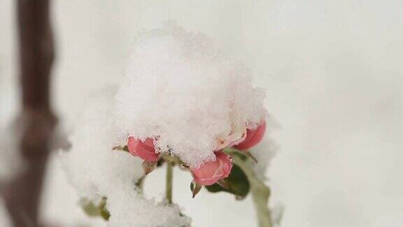 4月份下雪白雪覆盖了开花的果树