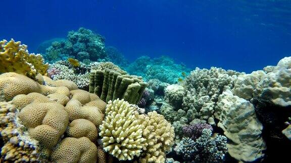 热带鱼和珊瑚礁一个温暖的海洋潜水