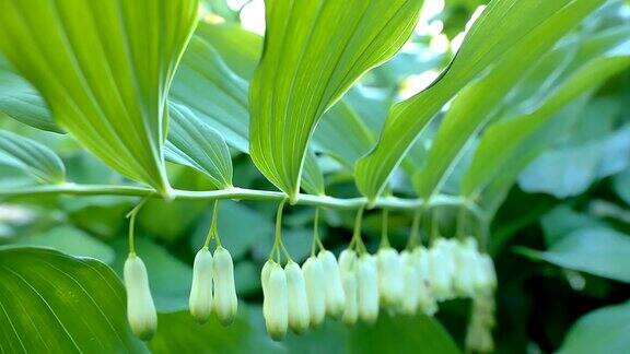 绿色植物的白色含苞待放的花朵