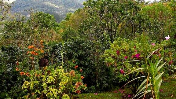 热带多彩的花园