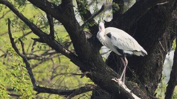 近距离拍摄的灰鹭或Ardeacinerea离开鲈鱼头在自然绿色背景在keoladeo国家公园或bharatpur鸟类保护区拉贾斯坦邦印度