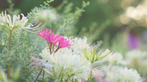 梦幻的粉红色和白色的簇在软焦点的孤挺花