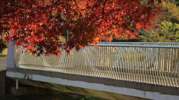 秋叶与桥
