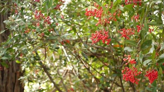在树上的红色浆果在加利福尼亚美国自然大气植物近距离背景荚蒾春天或秋天的早晨花园或森林新鲜的春天或秋天的植物在柔软的焦点