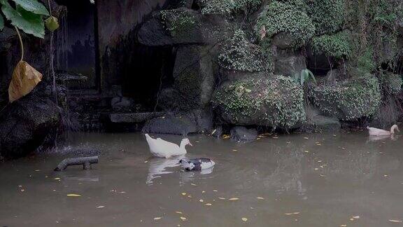 池塘里的野鸭在亚洲的农村