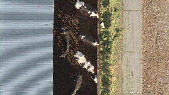 无人机拍摄的奶牛在奶牛场进食
