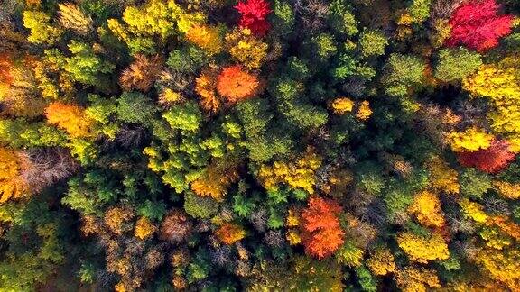 笔直向下看秋天的彩色树木风景优美的森林