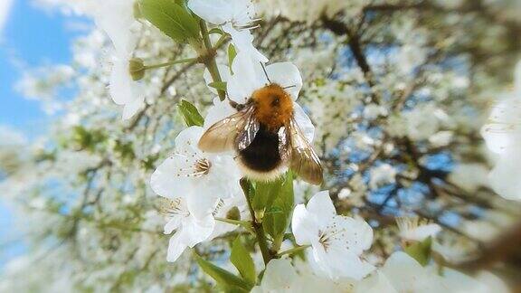 大黄蜂为盛开的樱桃和樱花授粉樱花与飞舞的大黄蜂的特写慢动作宏4k视频