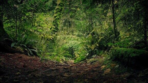 沿着小径穿过森林