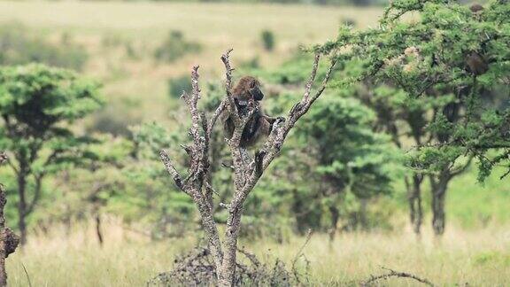 夏日里一只狒狒环顾四周爬到一棵光秃秃的树上采用针