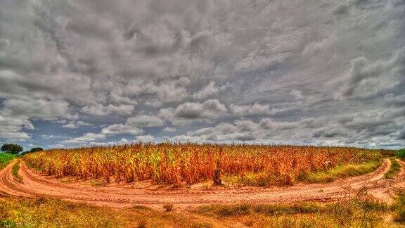 农场玉米时间流逝(HDR)