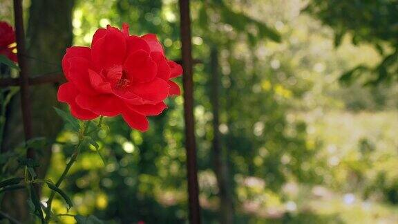 单瓣红玫瑰绿叶衬托花园里盛开着红玫瑰玫瑰开着红色的花瓣近了花在夏天盛开模糊的背景柔和的选择焦点
