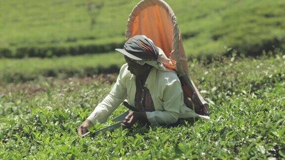 斯里兰卡茶园的女工