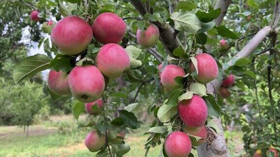 在果园的树枝上有红色光泽的苹果