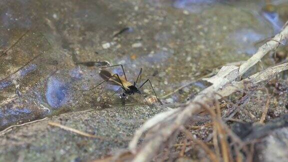 鹤蝇在水中产卵