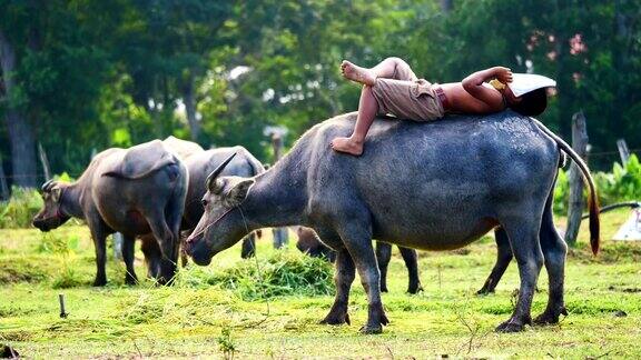 睡在水牛背上的孩子把书仰在脸上泰国(手持相机)