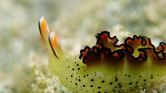 海底爬行的海蛞蝓