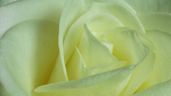 美丽的白色玫瑰花背景盛开的玫瑰花开了时光流逝特写婚礼背景情人节黑色背景下的花束特写