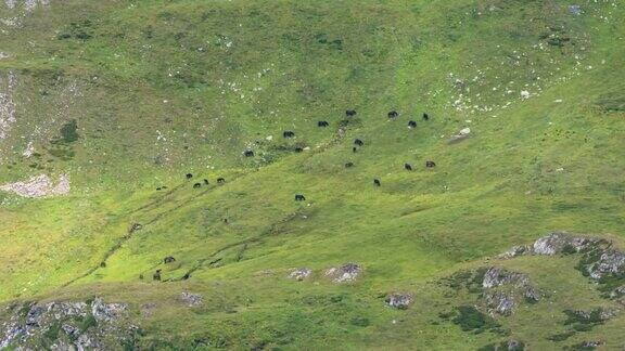 一群马在山坡上吃草的鸟瞰图