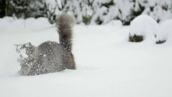 慢镜头:快乐可爱的长毛猫在白雪覆盖的花园里玩新鲜的雪