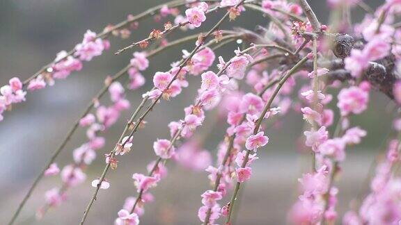 雪花飘落在梅花上日本的冬季景观