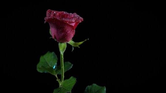 红玫瑰上的露珠