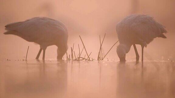 欧亚琵鹭在雾蒙蒙的早晨捕鱼