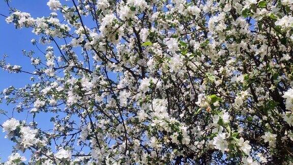 盛开的苹果园春天盛开的苹果树