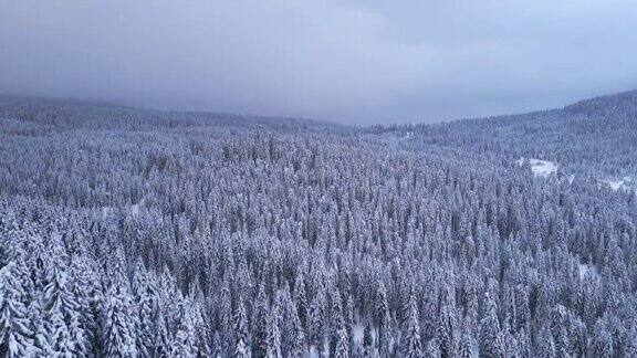 冬季的空中翱翔在白雪覆盖的松树林地上在山上滑雪度假