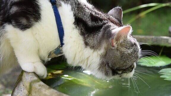 可爱的虎斑猫饮水在荷塘碗绿色花园