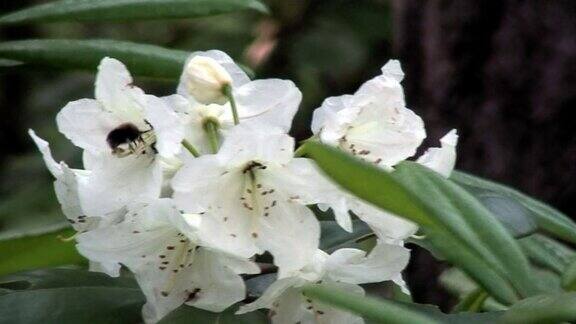 杜鹃花(杜鹃花科)开花10