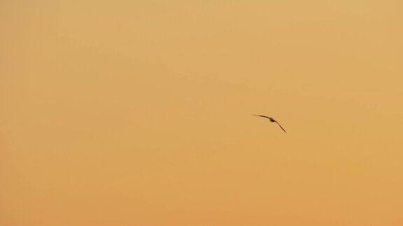 傍晚天空中飞翔的海鸥