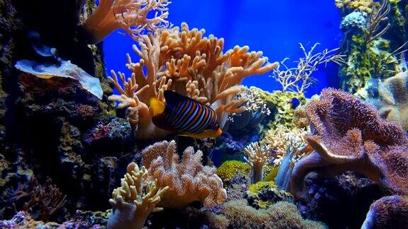 美丽的海洋多彩的珊瑚在蓝色的水水族馆