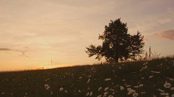 田园诗般的日落草地与野花和树木实时