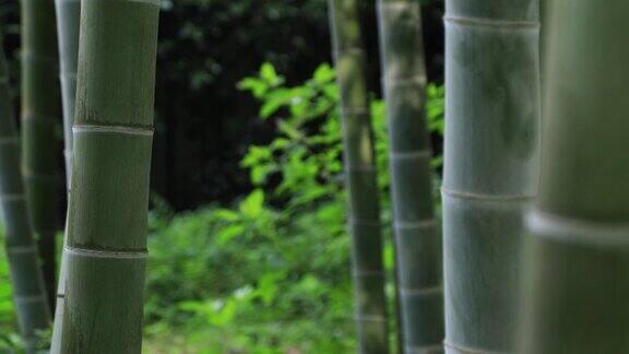 白天在美丽的竹林传统公园近景追踪