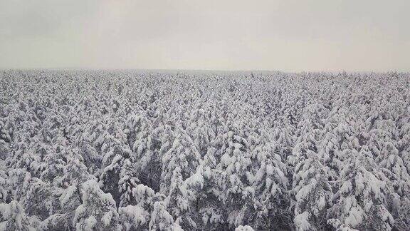 冬季森林自然冰雪覆盖的冬季树木景观航空摄影