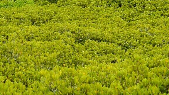 金色草甸尖头红树林