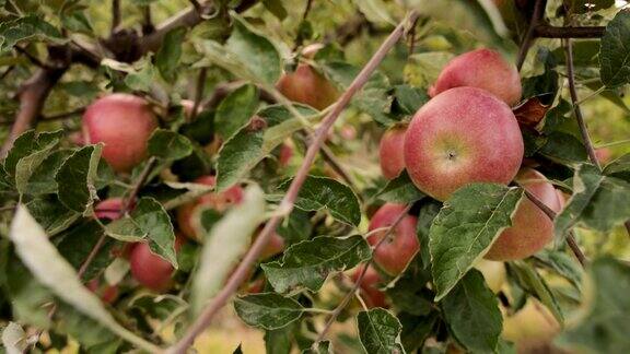 如果你想买有机的自家种植的苹果你可以在我们的家庭果园找到