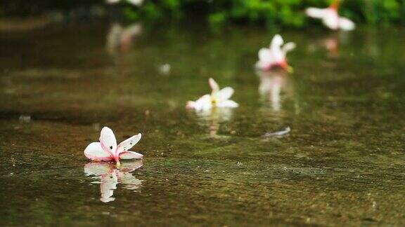 在泰国的雨季雨点落在地板上上面有五颜六色的花朵