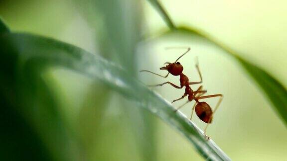 树上的红蚂蚁